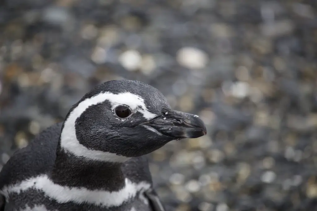 Copia-de-PINGUINO-MAGALLANICO2-scaled.webp