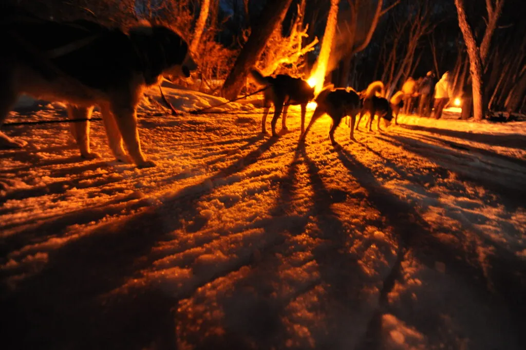 trineo con perros nocturno.webp