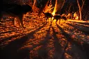 trineo con perros nocturno.webp