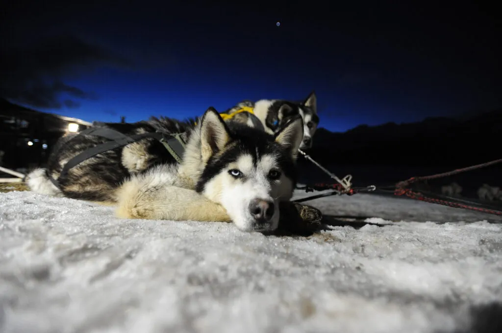 huskies nocturno.webp