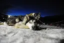 huskies nocturno.webp