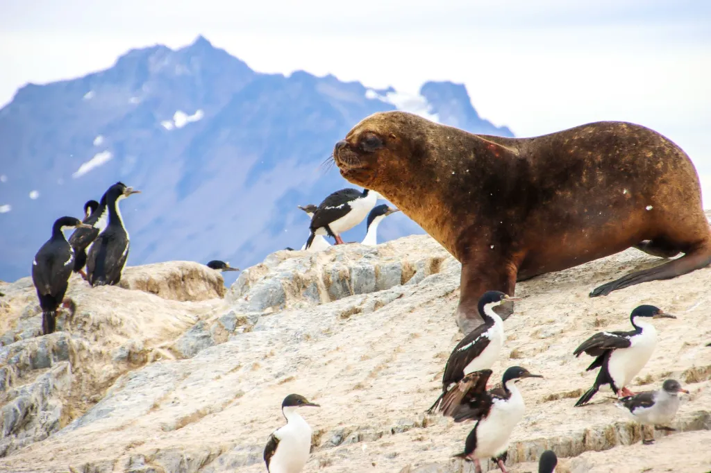 Lobo marino y cormoranes.webp