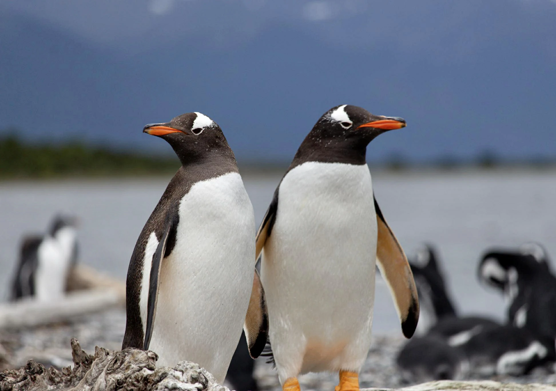 Pingüinos Papúa