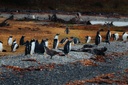 Navegando hacia pingüinos