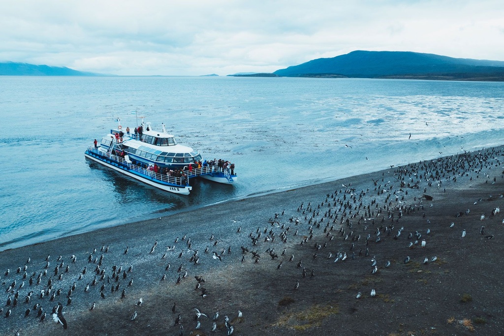 Penguin Navigation (Adult over the age of 12, AM)